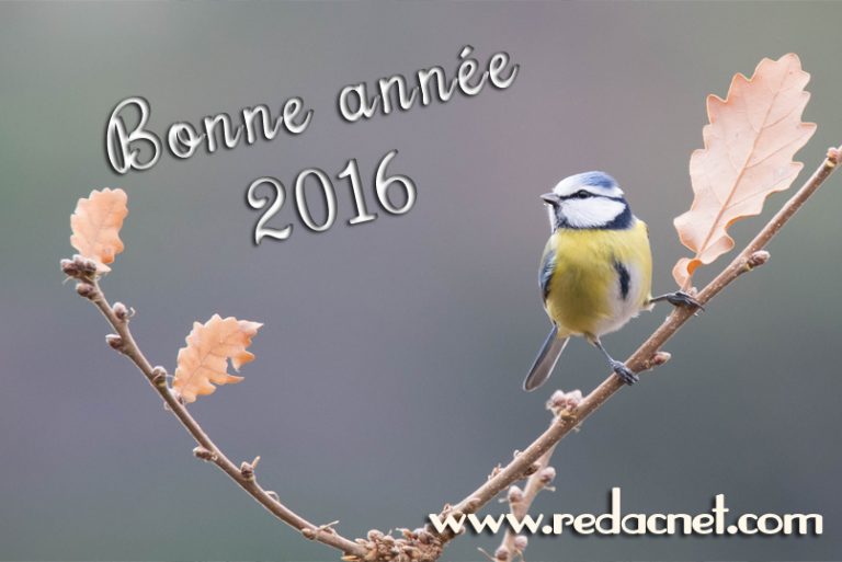 Voeux 2016 de RédacNet, rédactrice, correctrice, conseillère littéraire
