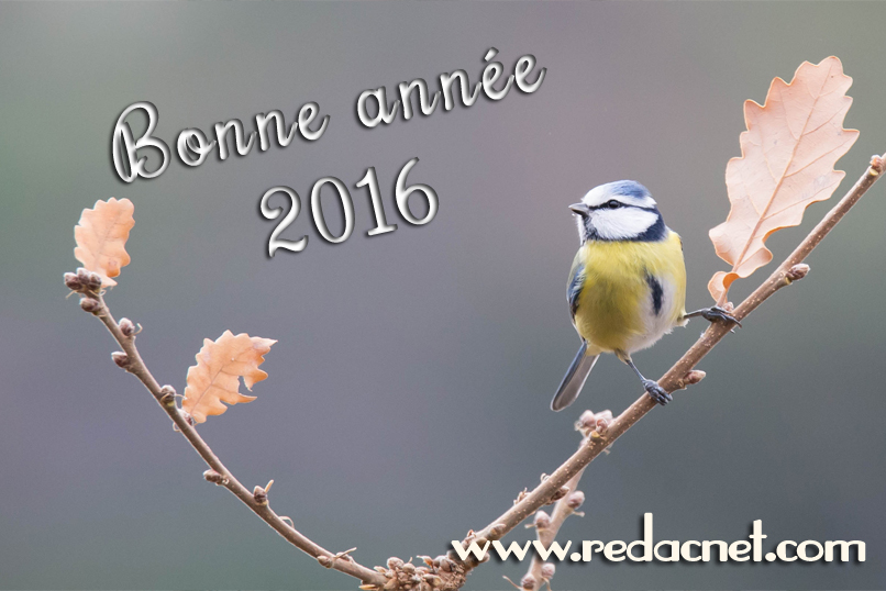 Voeux 2016 de RédacNet, rédactrice, correctrice, conseillère littéraire