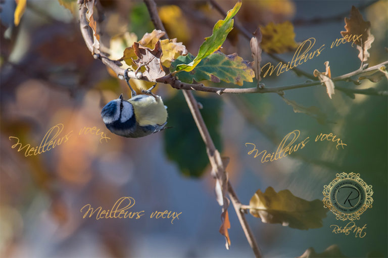 voeux-2019-de-redacnet